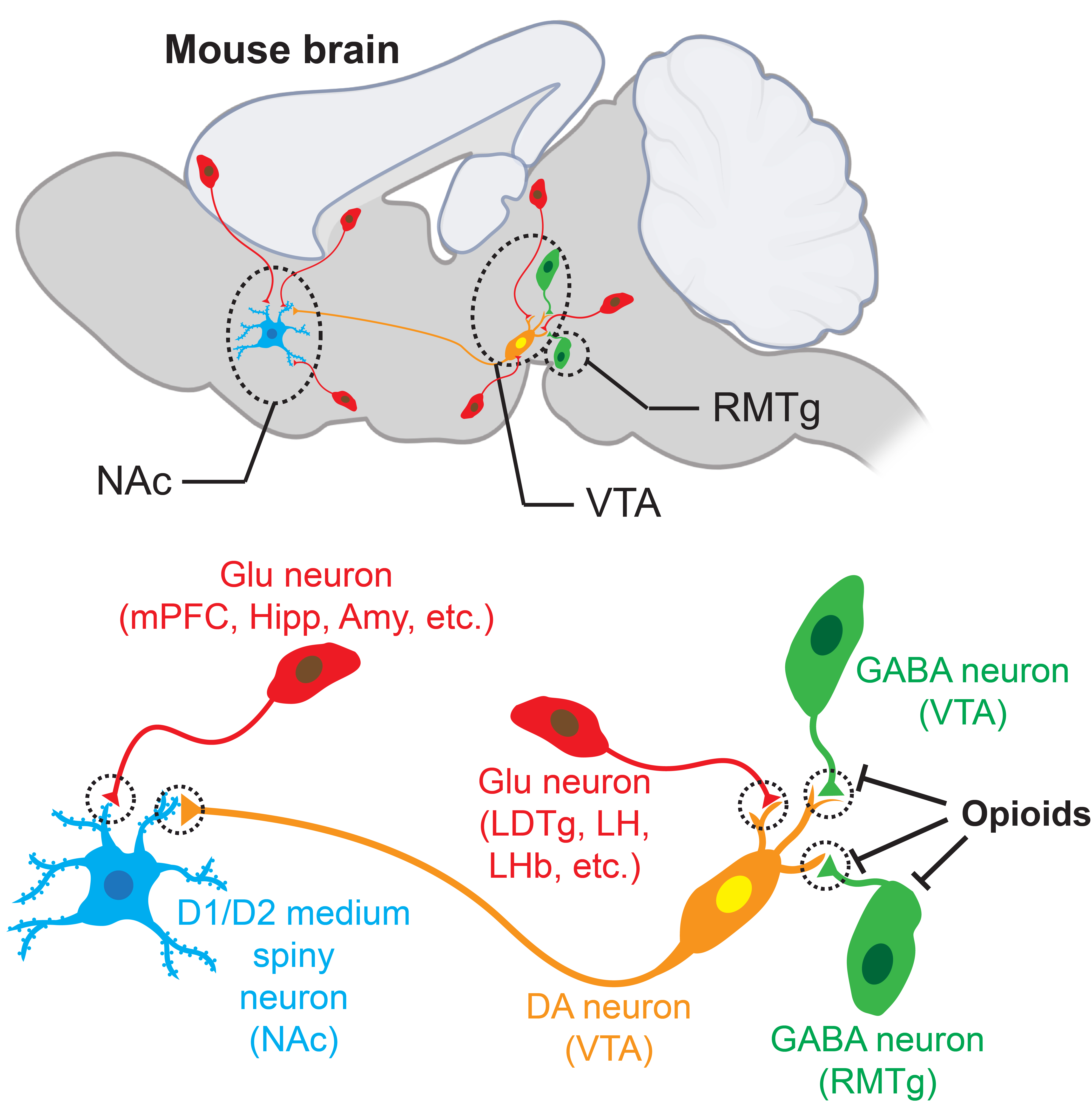 Substance use disorders